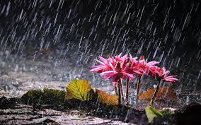 rain on flower